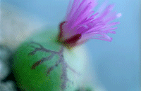 �悤�����I�@�ɂ����܉��ł��B